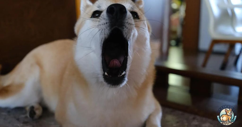 강아지