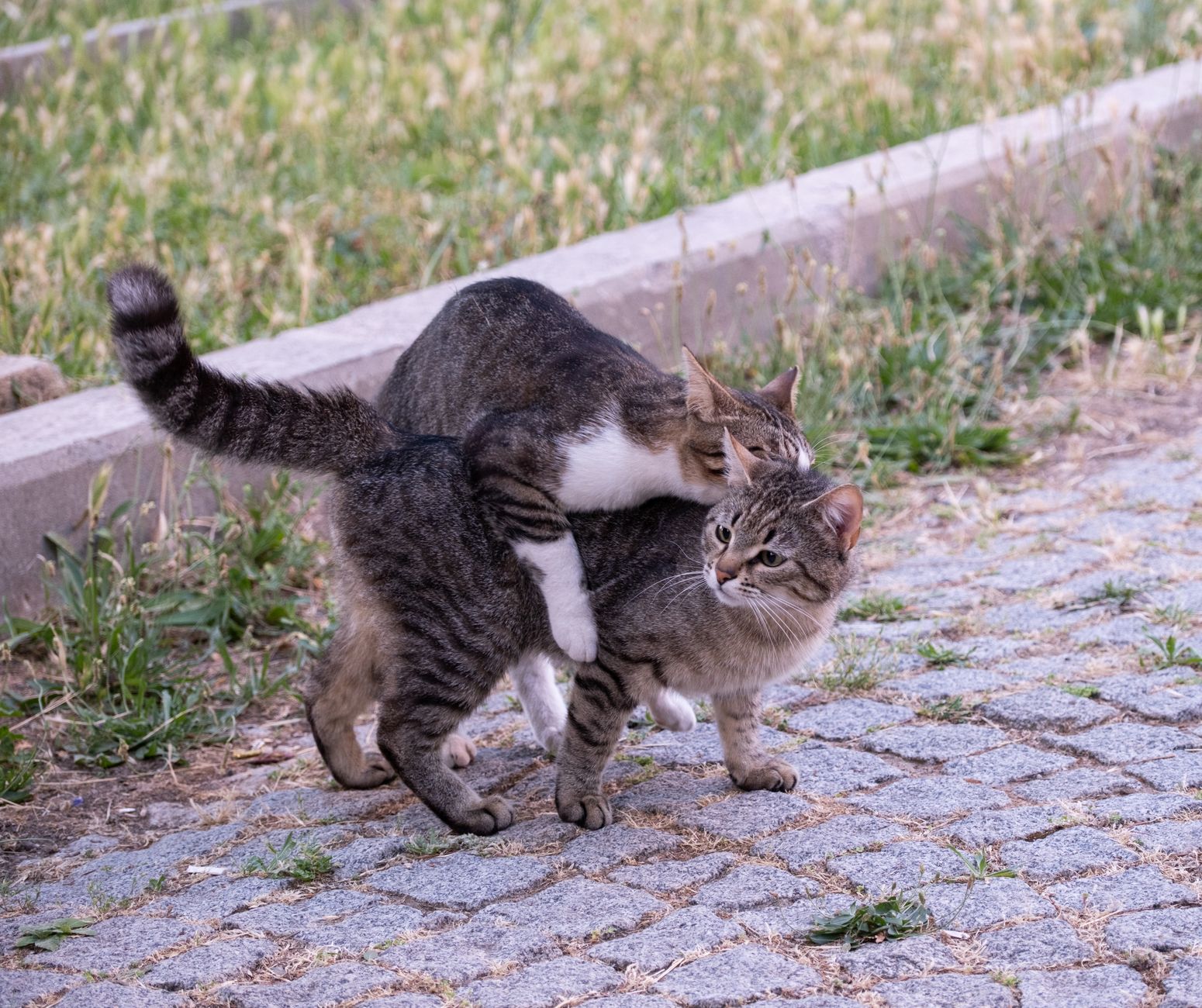 고양이 중성화 비용·시기, 암컷·수컷 차이