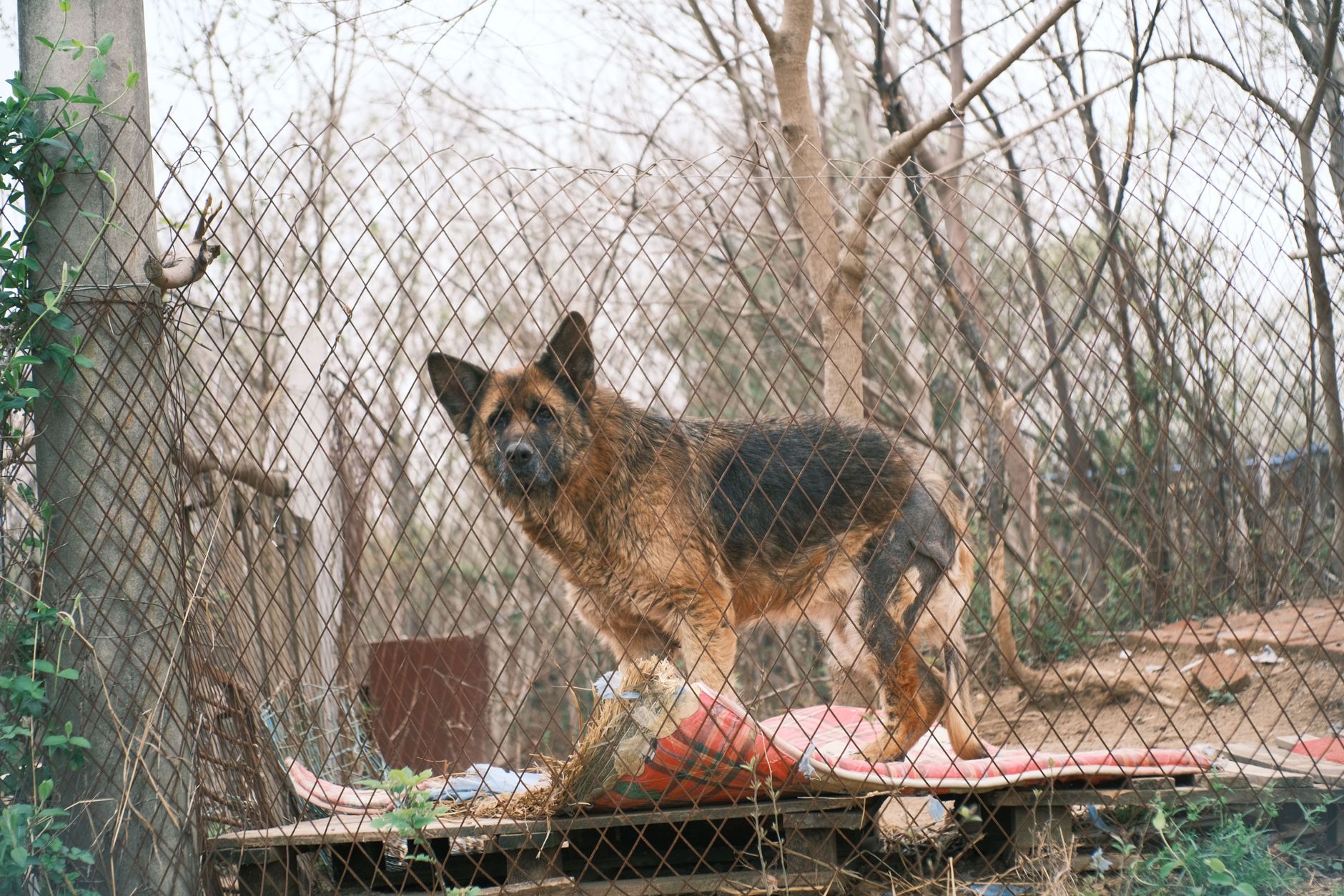 강아지 살이 좀 쪄도 활발하던데요