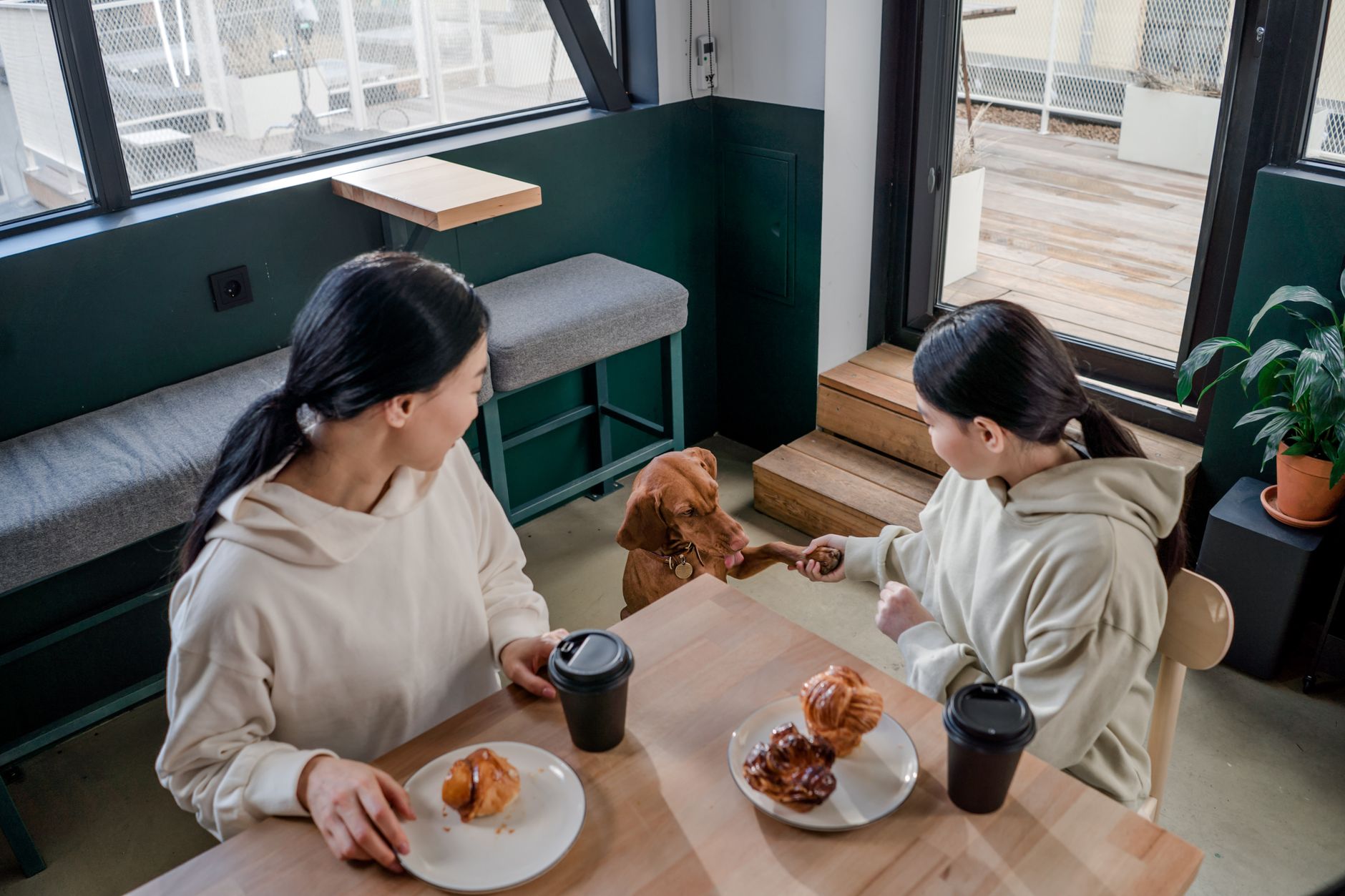강아지 다이어트간식, 칼로리·지방 체크법