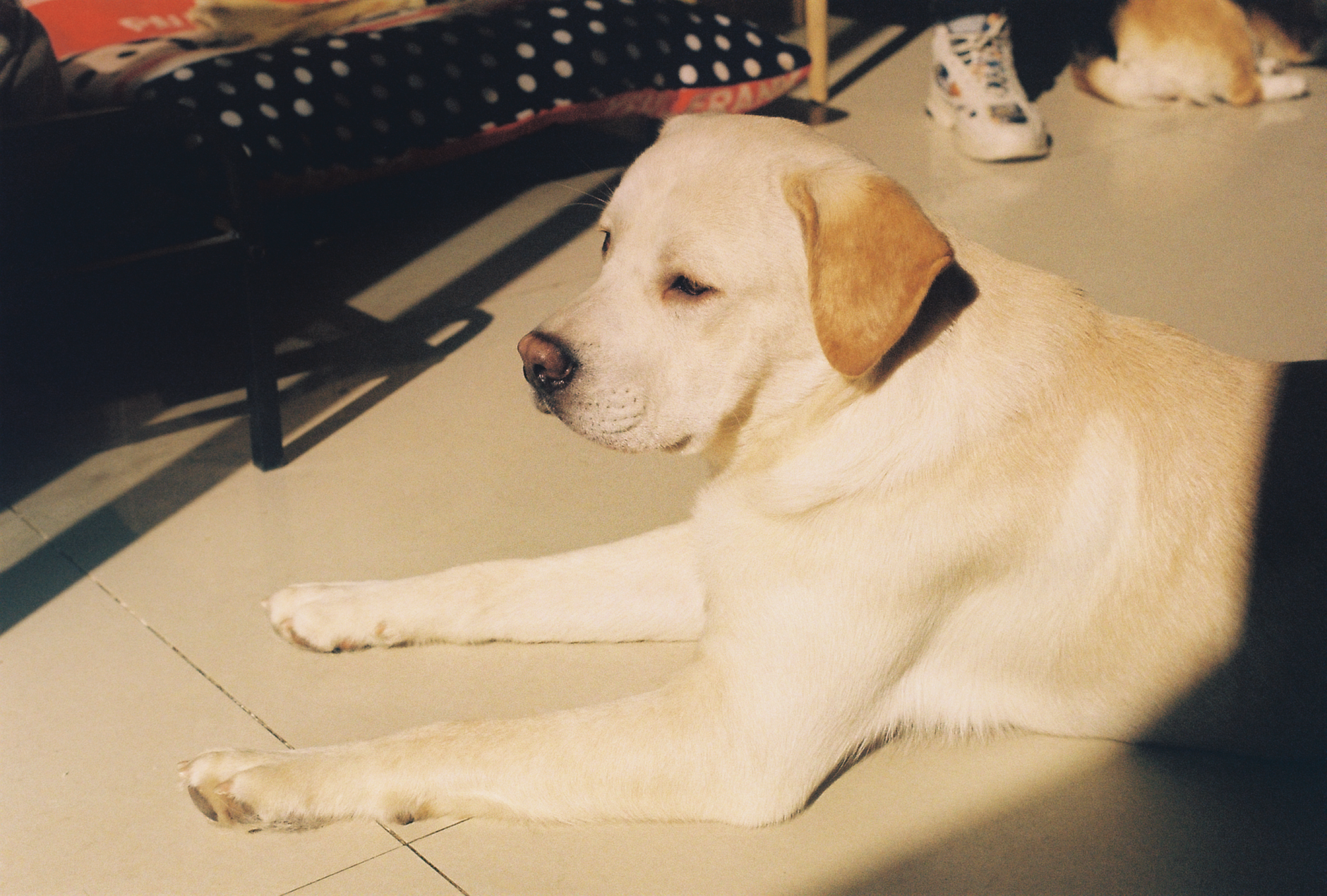 강아지 살이 좀 쪄도 활발하던데요
